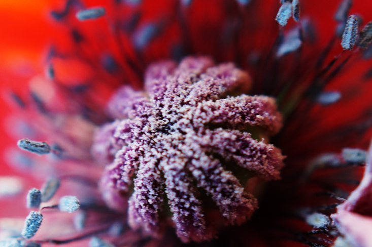 CloseUps-Fotografie